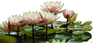 fiori di loto